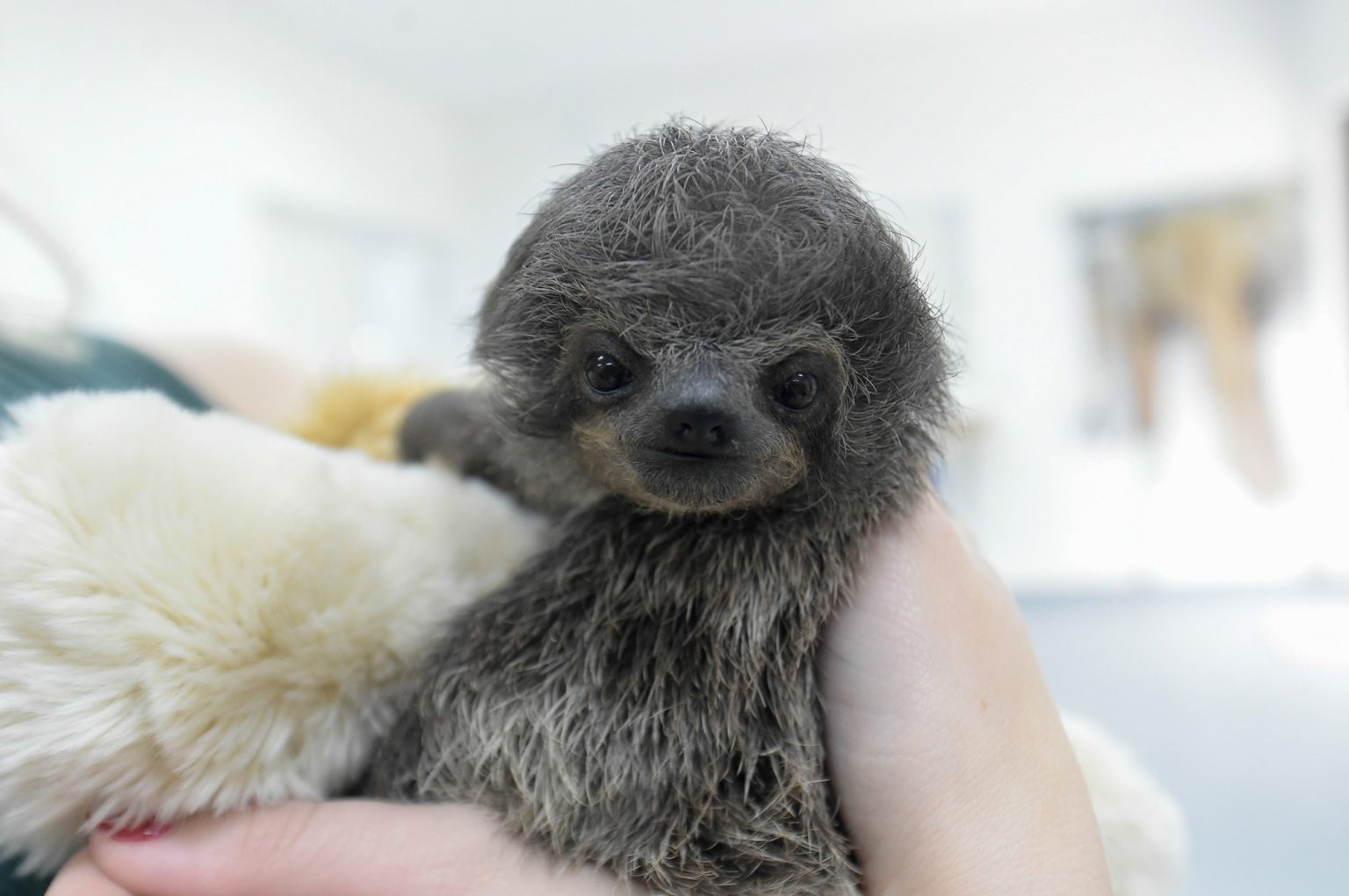 Zoológico de Guarulhos acolhe filhote órfão de bicho-preguiça ...