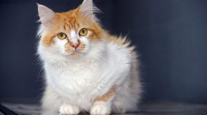 Evento ocorrerá neste sábado (1) - Foto: Divulgação/PMG