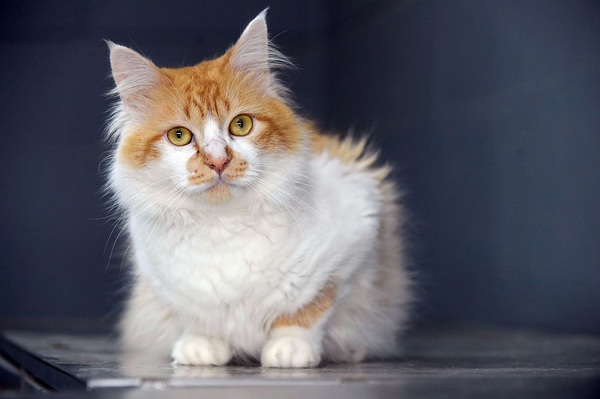 Evento ocorrerá neste sábado (1) - Foto: Divulgação/PMG