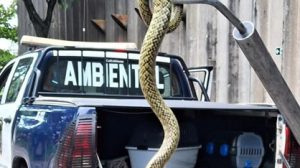 Guarulhos - Animais silvestres