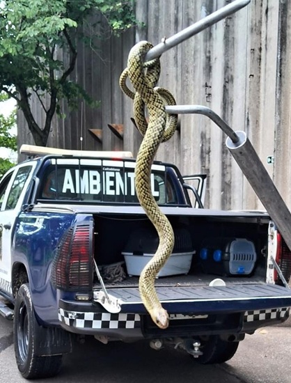 Guarulhos - Animais silvestres