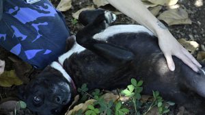Bosque Maia promove evento de adoção de cães e gatos (Foto: Divulgação)