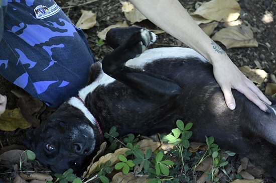 Bosque Maia promove evento de adoção de cães e gatos (Foto: Divulgação)