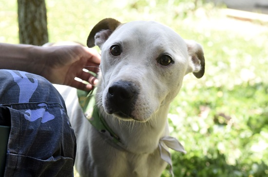 Bosque Maia promove evento de adoção de cães e gatos (Foto: Divulgação)