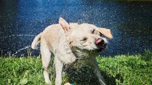 Dias de calor pode ser muito prejudiciais para seu pet; saiba como combater - Foto: Reprodução