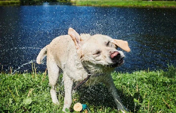 Dias de calor pode ser muito prejudiciais para seu pet; saiba como combater - Foto: Reprodução