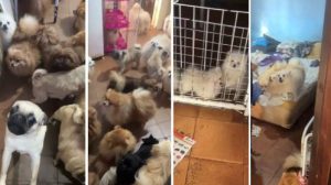 PM resgata mais de 70 cães em situação de maus-tratos em Arujá - Foto: SSP