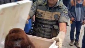 GCM resgatando bugio-ruivo - Vila Flórida/Guarulhos (Foto: Divulgação/PMG)