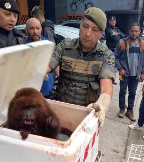 GCM resgatando bugio-ruivo - Vila Flórida/Guarulhos (Foto: Divulgação/PMG)