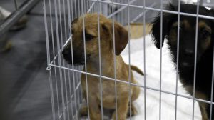 Guarulhos promove evento de adoção de cães e gatos em parceria com o Lopes (Foto: Umaitá Pires)