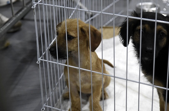 Guarulhos promove evento de adoção de cães e gatos em parceria com o Lopes (Foto: Umaitá Pires)