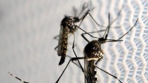 Até o dia 5, em SP foram registrados mais de 3 milhões de casos e 1.102 óbitos por dengue | Foto: Agência Brasil