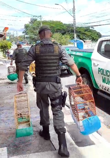 GCM resgata 10 aves silvestres em criadouro ilegal na Vila Carmela I (Foto: Divulgação)