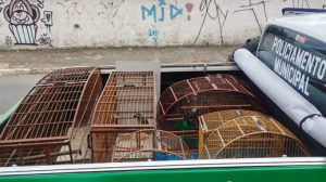 GCM resgata 10 aves silvestres em criadouro ilegal na Vila Carmela I (Foto: Divulgação)