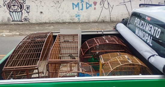 GCM resgata 10 aves silvestres em criadouro ilegal na Vila Carmela I (Foto: Divulgação)