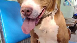 Prefeitura promove feira de adoção de cães e gatos no Shopping Bonsucesso neste sábado (Foto: Divulgação)