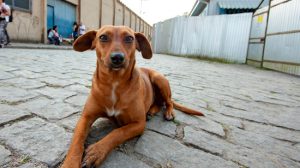 Tarcísio sanciona lei que torna vira-lata caramelo patrimônio cultural do Estado de São Paulo (Foto: Divulgação)