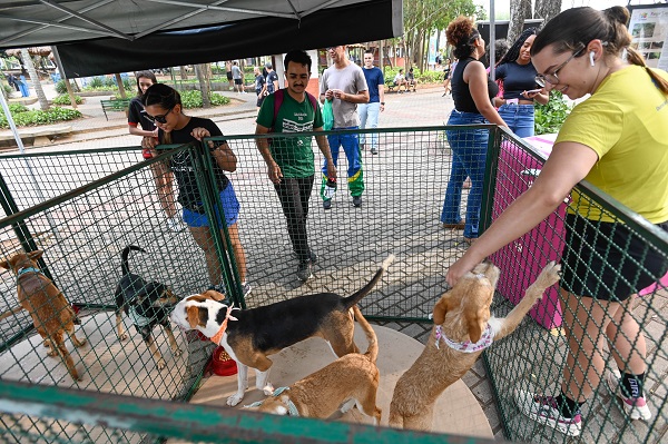 Shopping Bonsucesso e DPAN realizam feiras mensais de adoção pet (foto-Rogério Capela)