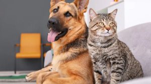Governo de SP sanciona lei que autoriza sepultamento de cães e gatos em jazigos familiares (Foto: Divulgação)