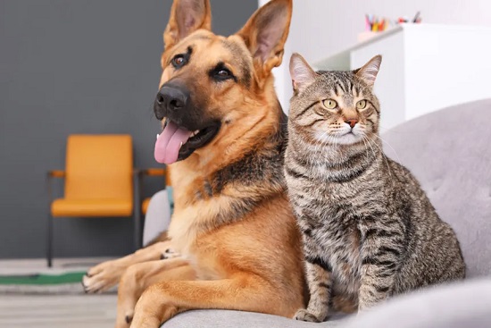 Governo de SP sanciona lei que autoriza sepultamento de cães e gatos em jazigos familiares (Foto: Divulgação)