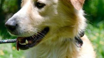 Guarulhos realiza feira de cães e gatos (Foto-Divulgação\PMG)