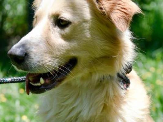 Guarulhos realiza feira de cães e gatos (Foto-Divulgação\PMG)