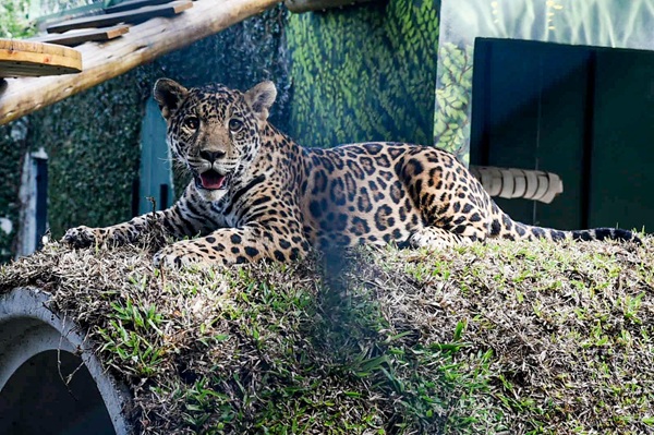 Onças-pintadas resgatadas da Amazônia podem ser visitadas com entrada gratuita (Fotos: Márcio Lino / PMG)