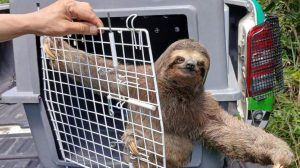 GCM de Guarulhos resgata mais de 1,6 mil animais silvestres (Foto-Divulgação\PMG)