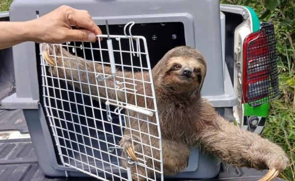 GCM de Guarulhos resgata mais de 1,6 mil animais silvestres (Foto-Divulgação\PMG)