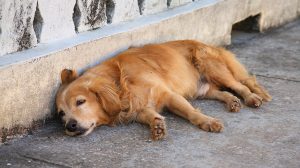 Brasil tem quase 30 milhões de animais vivendo nas ruas, aponta pesquisa (Foto-Divulgação)