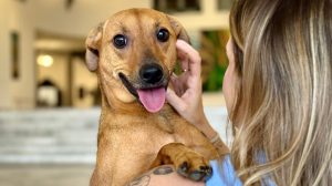 Saiba como denunciar maus-tratos a animais sem sair de casa em São Paulo (Foto: Governo de São Paulo/Divulgação)