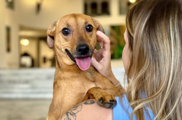 Saiba como denunciar maus-tratos a animais sem sair de casa em São Paulo (Foto: Governo de São Paulo/Divulgação)