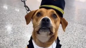 Aeroporto de Guarulhos adota animal resgatado como nova mascote oficial (Reprodução/ Redes sociais)