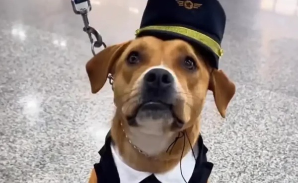 Aeroporto de Guarulhos adota animal resgatado como nova mascote oficial (Reprodução/ Redes sociais)