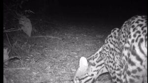 Jaguatirica flagrada por armadilhas fotográficas / Foto: Reprodução