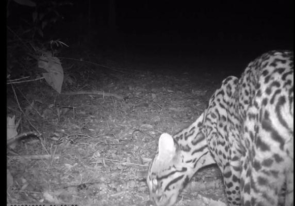 Jaguatirica flagrada por armadilhas fotográficas / Foto: Reprodução