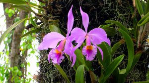 Oficinas de orquídeas e compostagem encerram programação ambiental de março em Guarulhos (Foto-Divulgação)