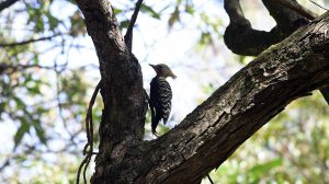 Bosque Maia promove manhã gratuita de observação de pássaros (Foto: Fábio Nunes Teixeira / PMG)