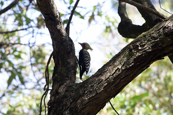 Bosque Maia promove manhã gratuita de observação de pássaros (Foto: Fábio Nunes Teixeira / PMG)