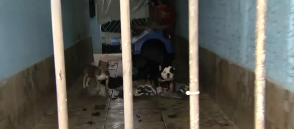 Proprietário de pet shop no bairro Lavras é detido após operação policial (Imagem-SBT News)