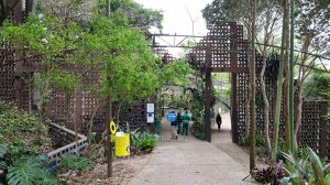 Oficina gratuita no Bosque Maia ensina plantio e manutenção de orquídeas (Imagens: Divulgação / PMG)