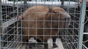 GCM resgata capivara em situação de risco no Jardim Fátima (Foto: Divulgação / PMG)