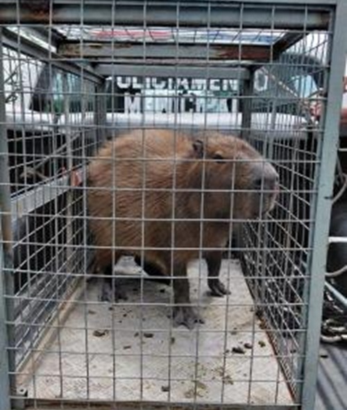 GCM resgata capivara em situação de risco no Jardim Fátima (Foto: Divulgação / PMG)
