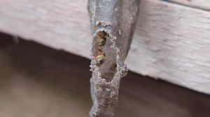 Bosque Maia oferece curso gratuito sobre criação de abelhas nativas sem ferrão neste sábado (Michel Wakin / PMG)