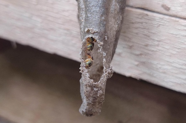 Bosque Maia oferece curso gratuito sobre criação de abelhas nativas sem ferrão neste sábado (Michel Wakin / PMG)