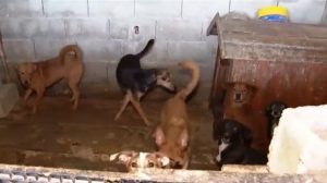 Mais de 100 animais são resgatados em chácara de Guarulhos por suspeita de maus-tratos (Foto-Reprodução/ Fala Brasil)
