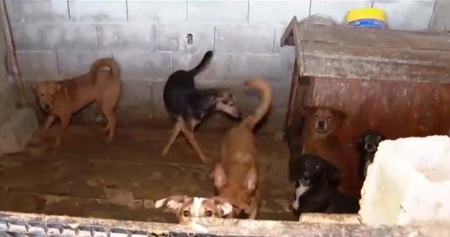 Mais de 100 animais são resgatados em chácara de Guarulhos por suspeita de maus-tratos (Foto-Reprodução/ Fala Brasil)