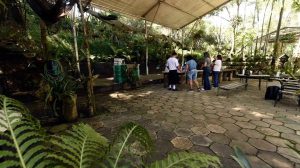 Oficina gratuita de orquídeas abre inscrições em Guarulhos (Foto Divulgação / PMG)