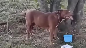 Cadela amarrada a árvore - Reprodução