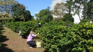 Maior cafezal urbano do mundo, em SP, recebe novas variedades para pesquisas (Foto-Divulgação)